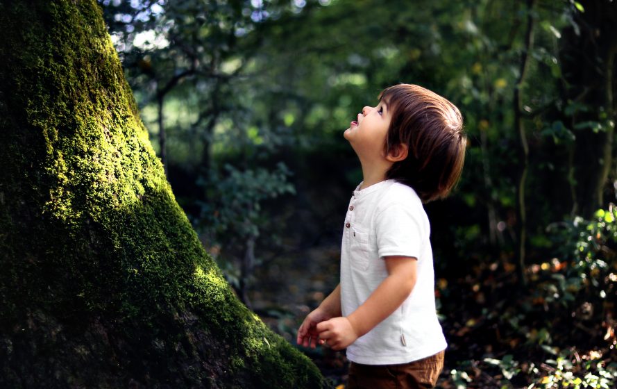 kleiner Junge bestaunt Baum