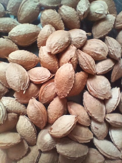 Pflaumenkerne ©Dr. Anne-Kathrin Habermann