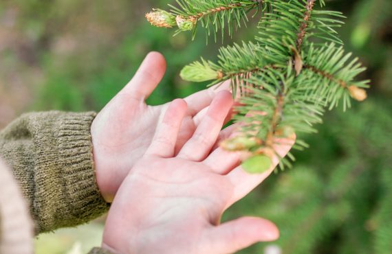Die Hände des kleinen Mädchens strecken sich aus, um weiche Nadeln der Kiefer zu berühren. Sie erforscht Texturen der Natur.