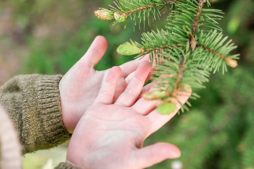 Die Hände des kleinen Mädchens strecken sich aus, um weiche Nadeln der Kiefer zu berühren. Sie erforscht Texturen der Natur.