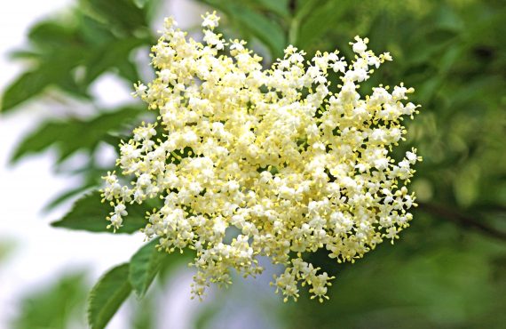 Nahaufnahme einer Holunderblüte am Holunderbaum