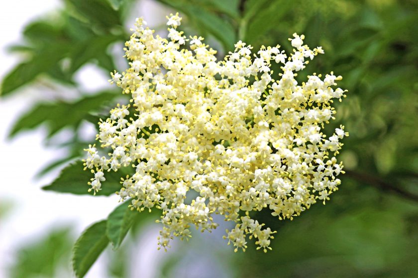 Nahaufnahme einer Holunderblüte am Holunderbaum