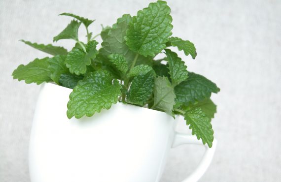 Tasse mit frischer Melisse