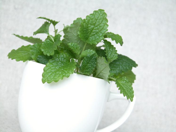 Tasse mit frischer Melisse